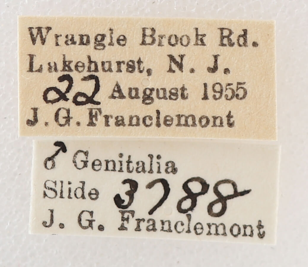 label view of adult Melipotis jucunda