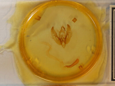 slide view of adult Phlogophora periculosa