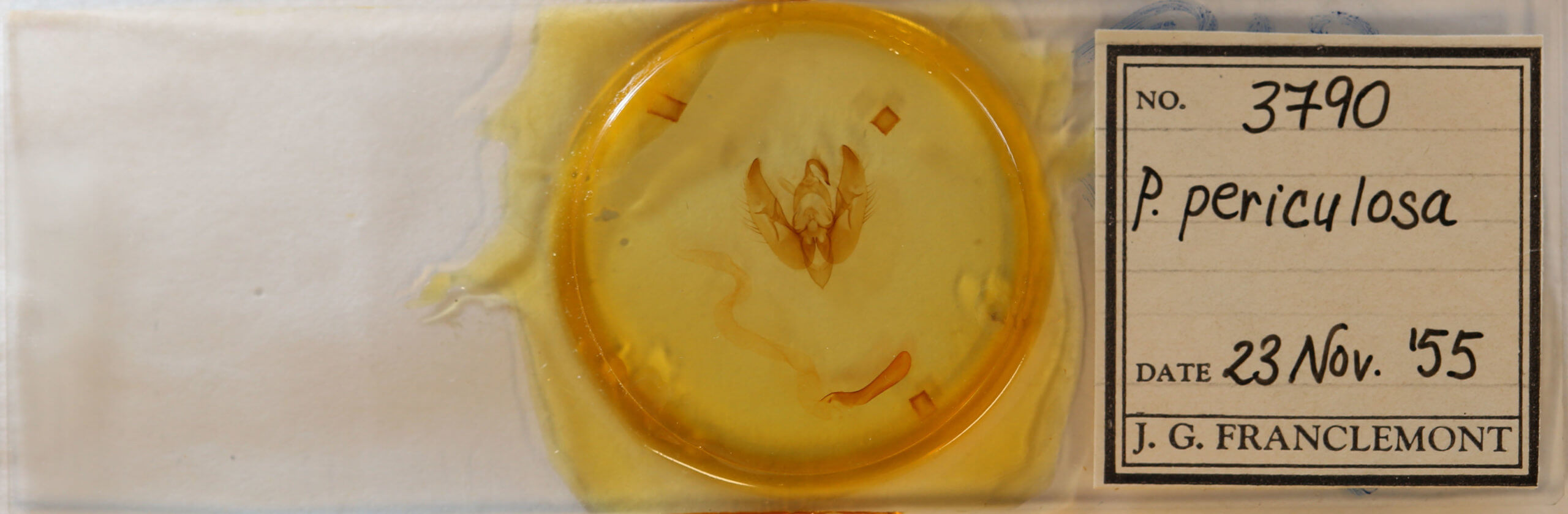 slide view of adult Phlogophora periculosa