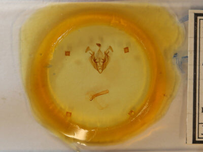 slide view of adult Dargida diffusa