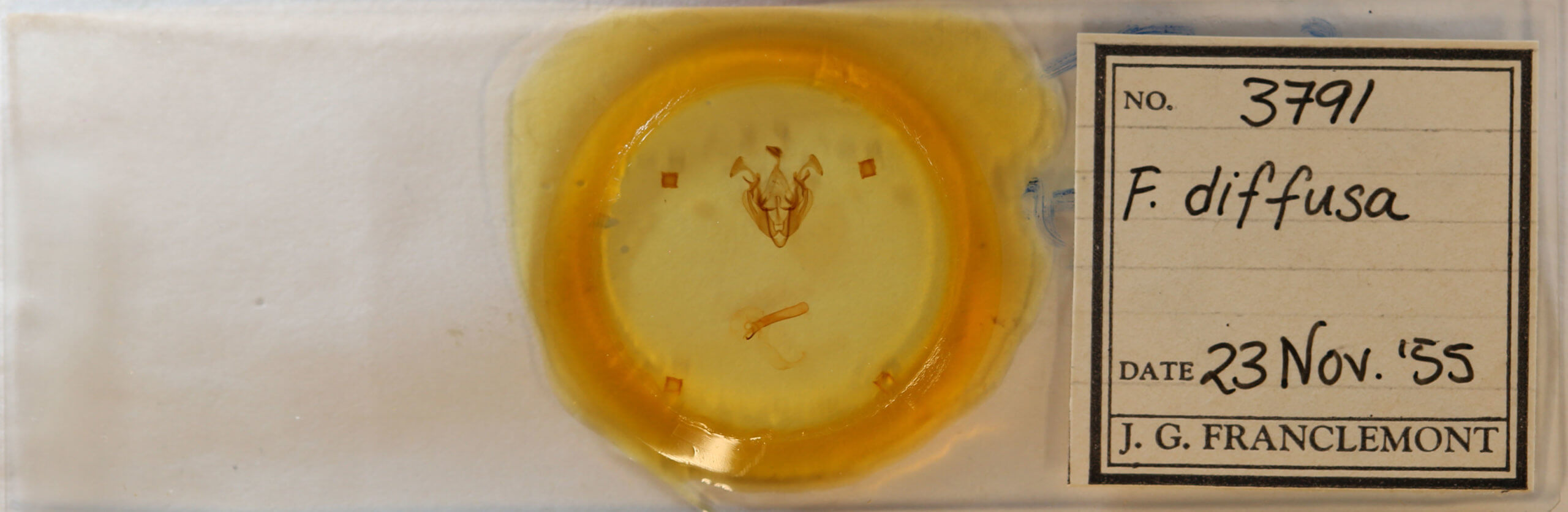 slide view of adult Dargida diffusa