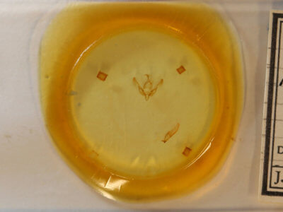 slide view of adult Agrotis buchholzi