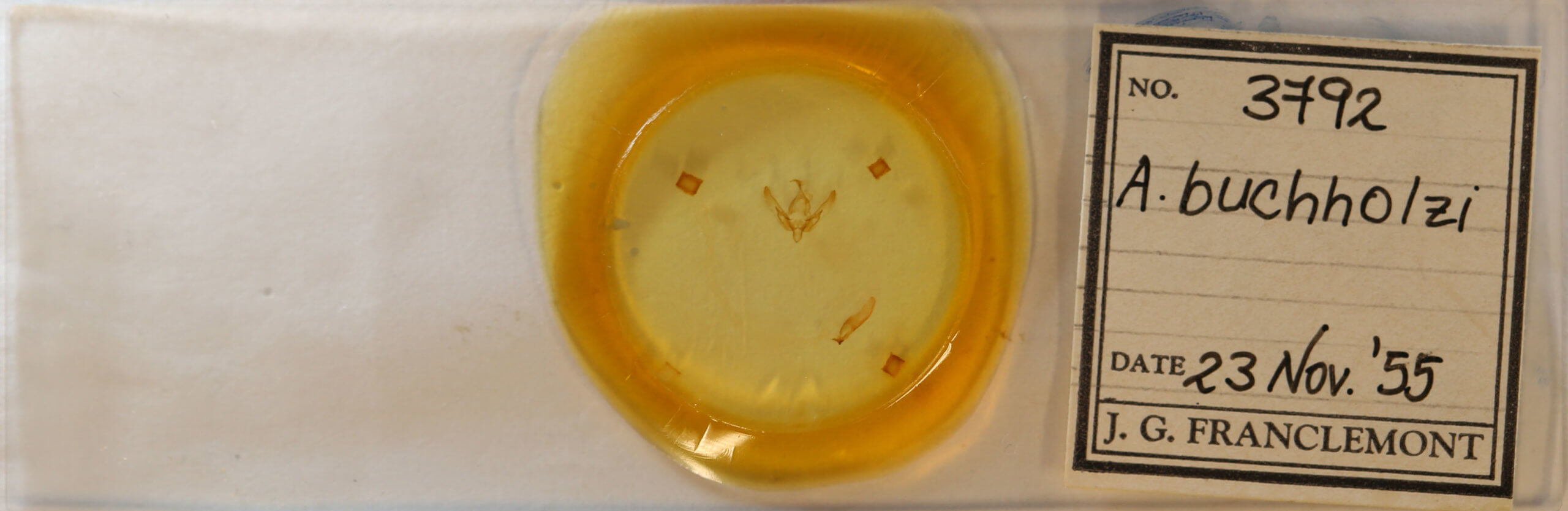 slide view of adult Agrotis buchholzi