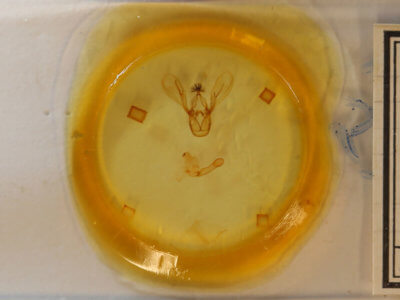 slide view of adult Melipotis jucunda