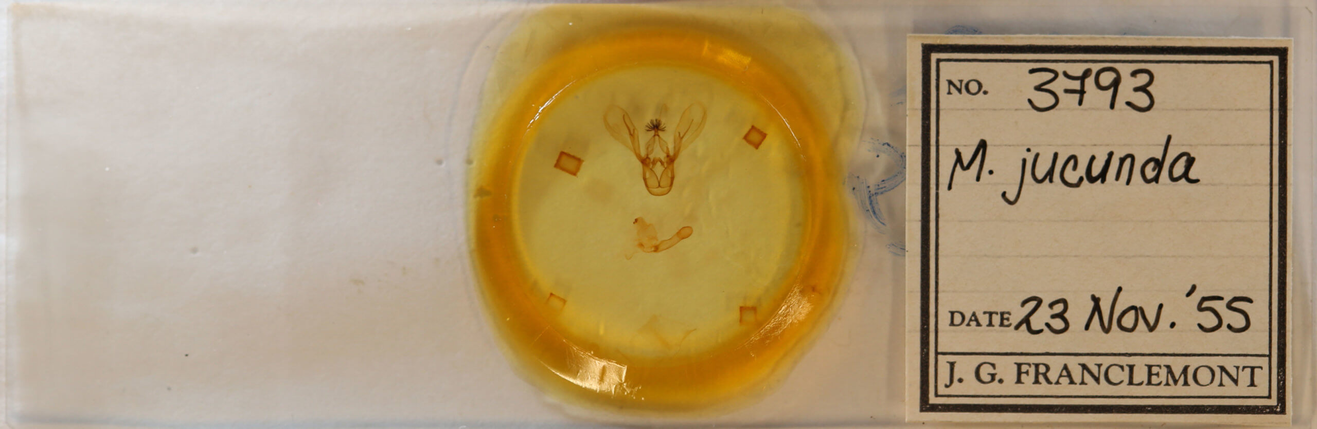 slide view of adult Melipotis jucunda