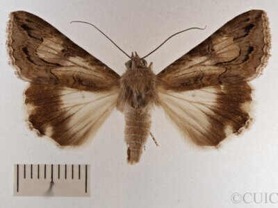 dorsal view of adult Melipotis jucunda