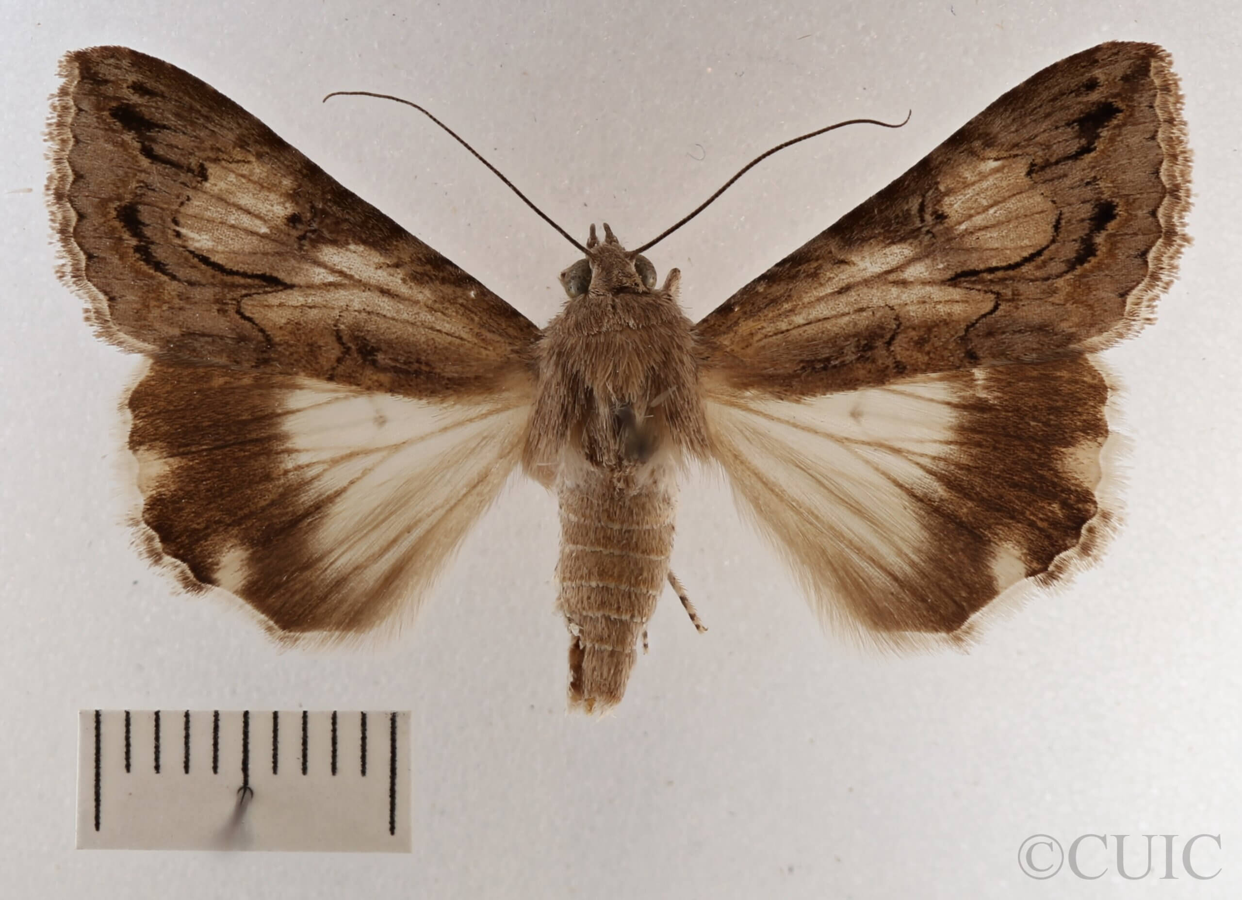 dorsal view of adult Melipotis jucunda