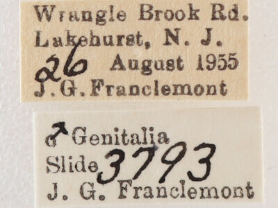 label view of adult Melipotis jucunda