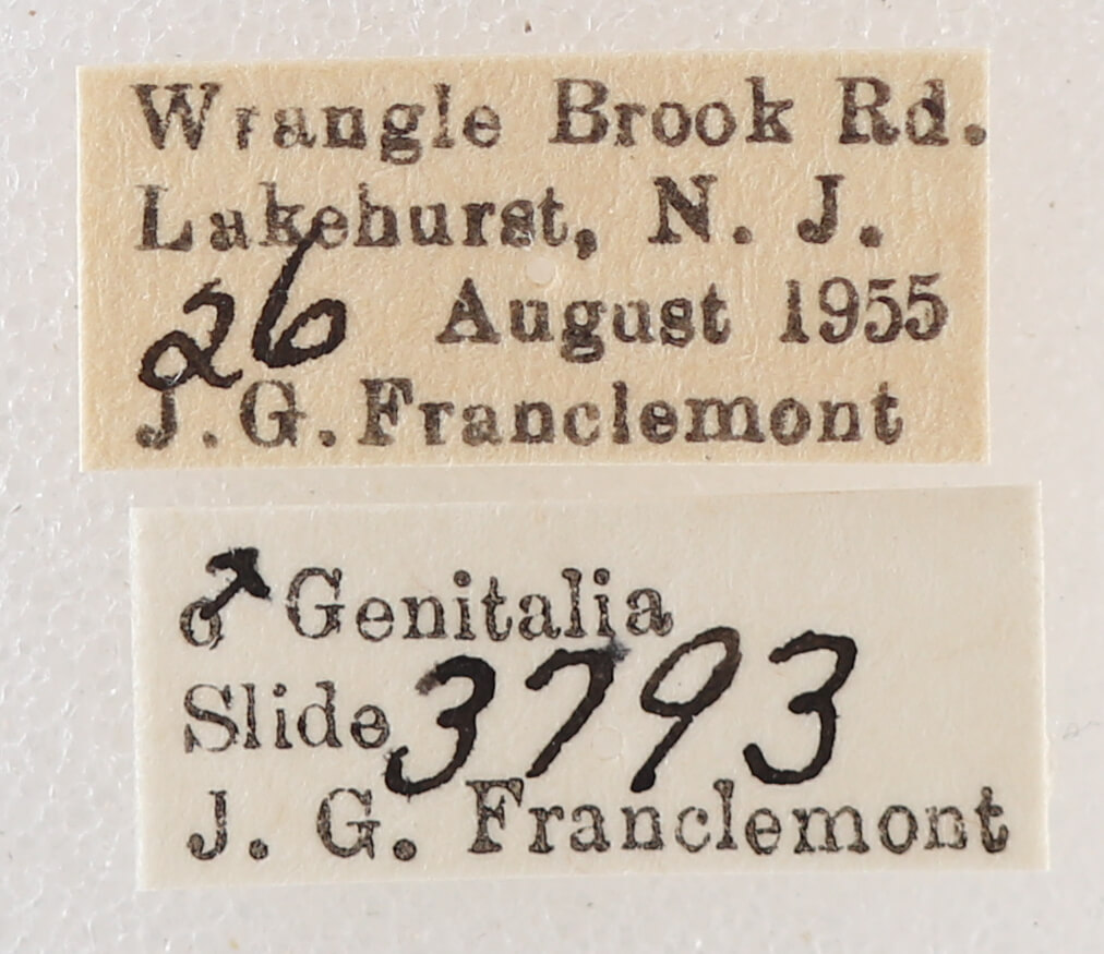 label view of adult Melipotis jucunda