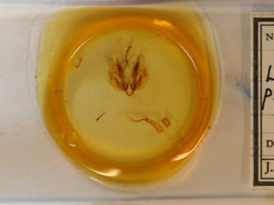 slide view of adult Leucania phragmitidicola