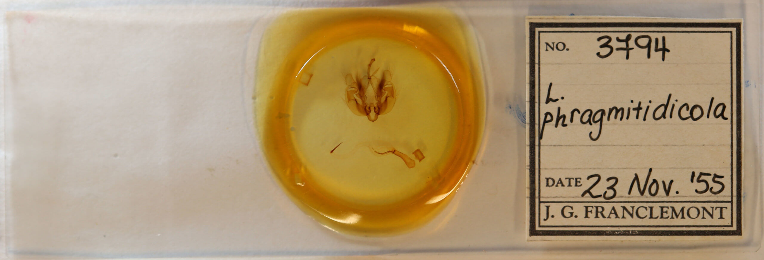 slide view of adult Leucania phragmitidicola