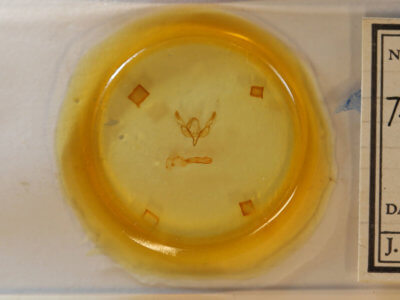 slide view of adult Feltia geniculata