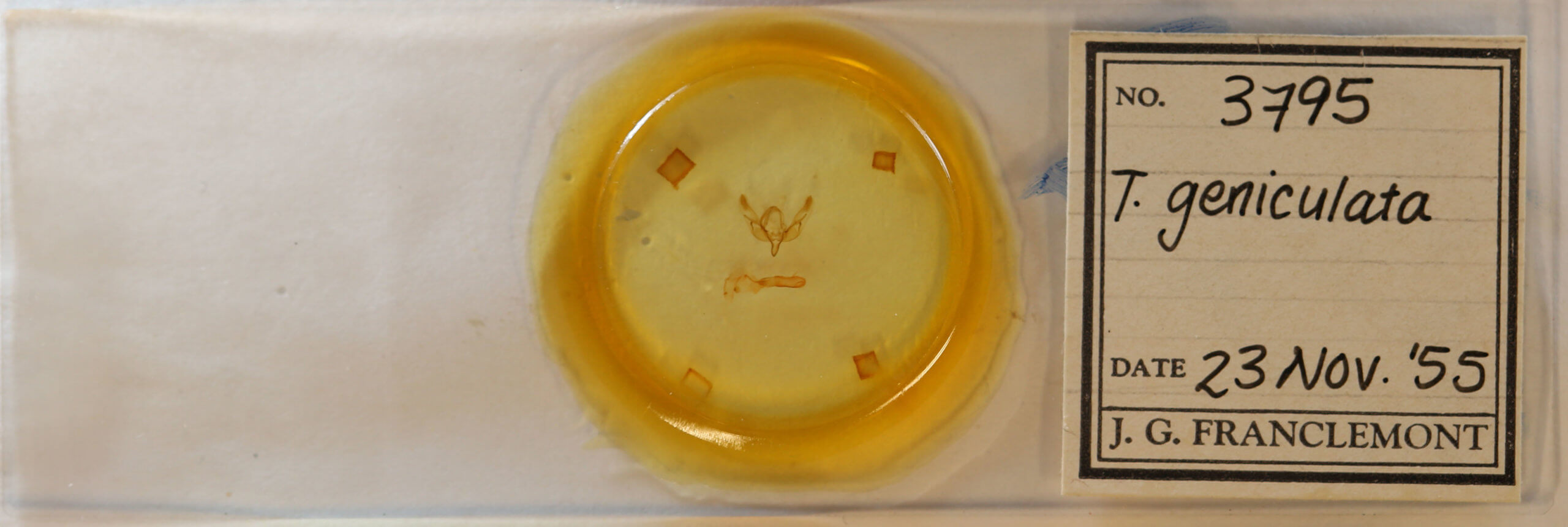 slide view of adult Feltia geniculata