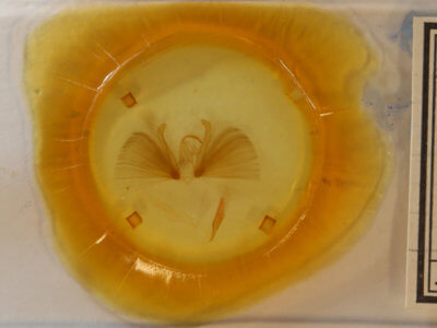 slide view of adult Chloridea virescens