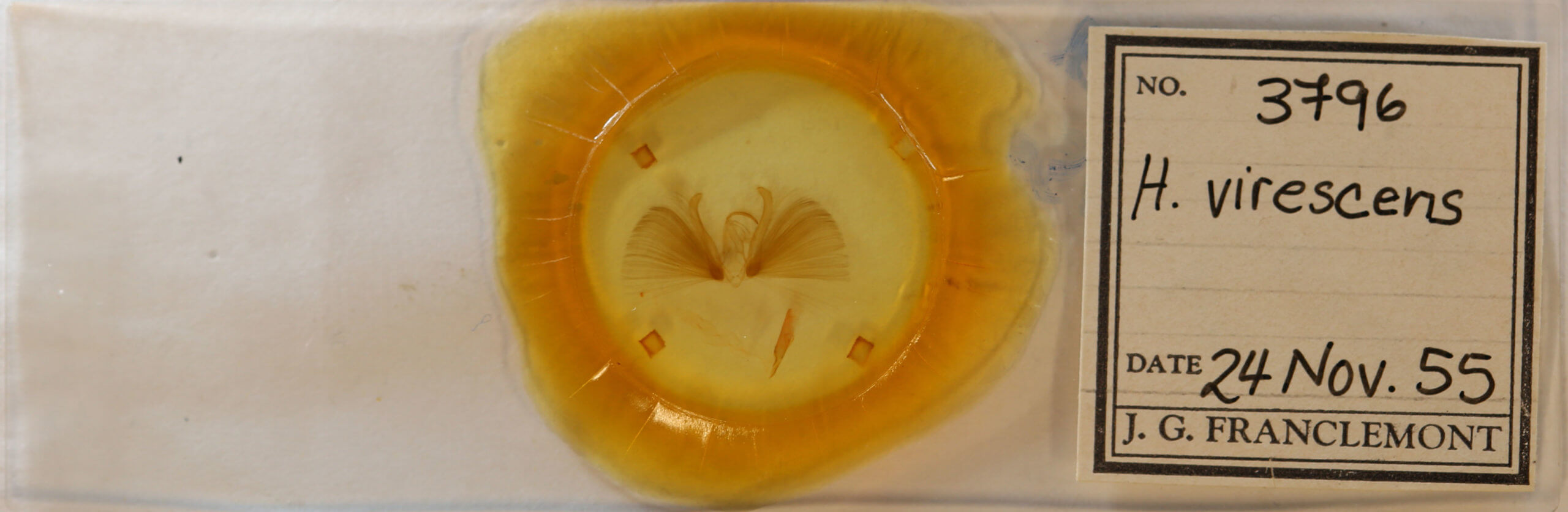 slide view of adult Chloridea virescens