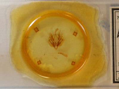 slide view of adult Leucania ursula