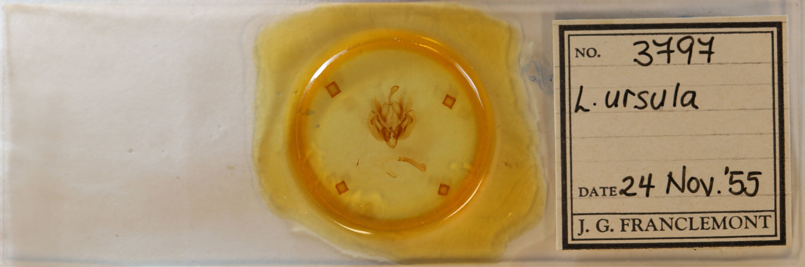 slide view of adult Leucania ursula