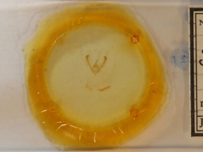 slide view of adult Schinia  spinosae