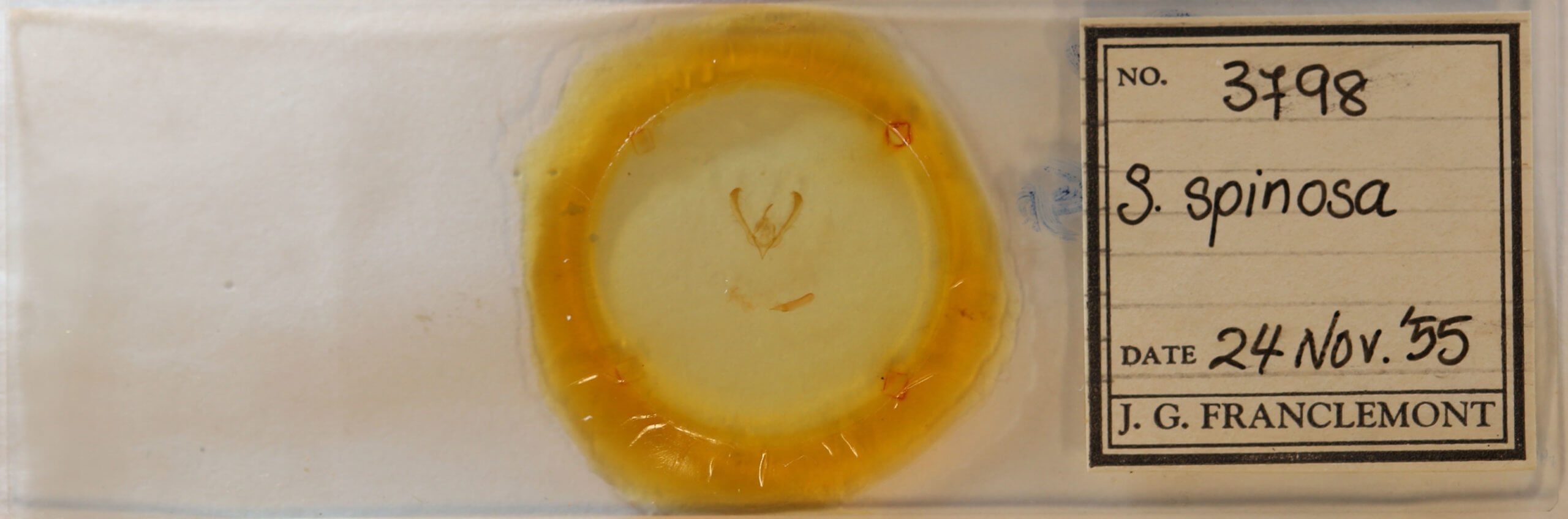 slide view of adult Schinia  spinosae