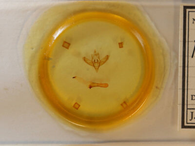 slide view of adult Panthea furcilla furcilla