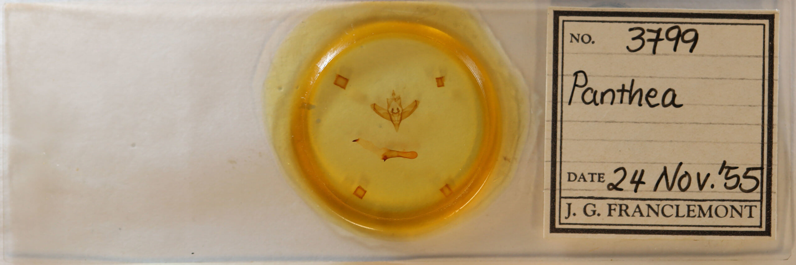 slide view of adult Panthea furcilla furcilla