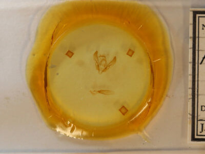 slide view of adult Agrotis vetusta