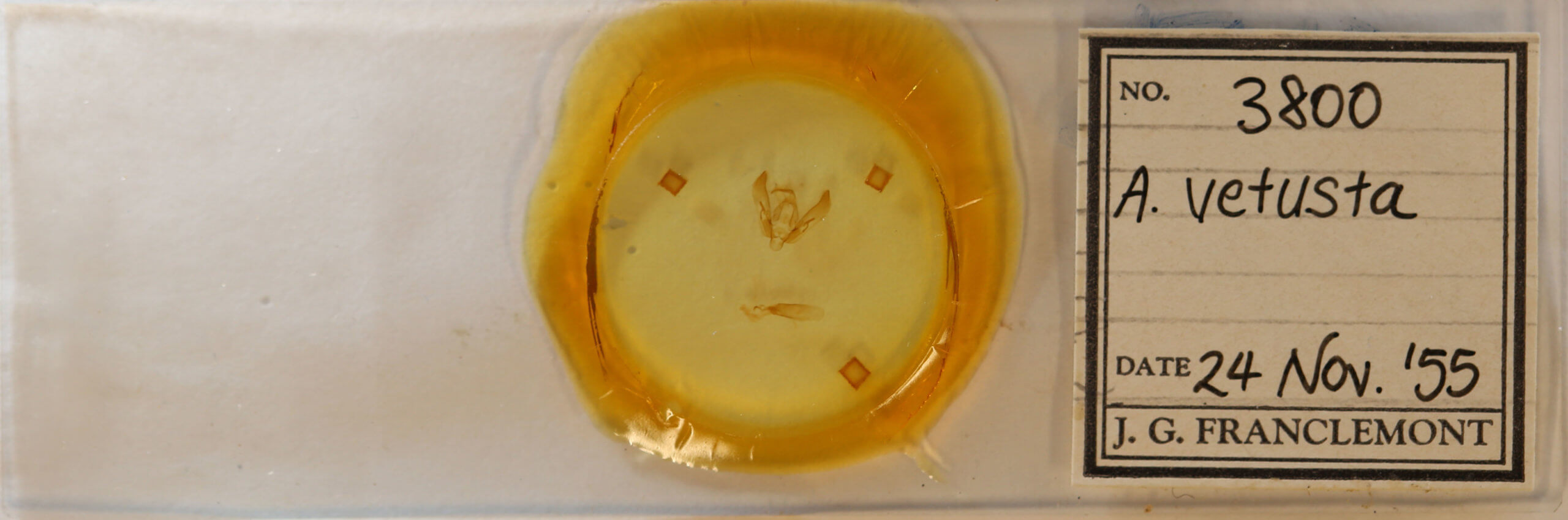 slide view of adult Agrotis vetusta