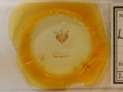 slide view of adult Lacinipolia implicata