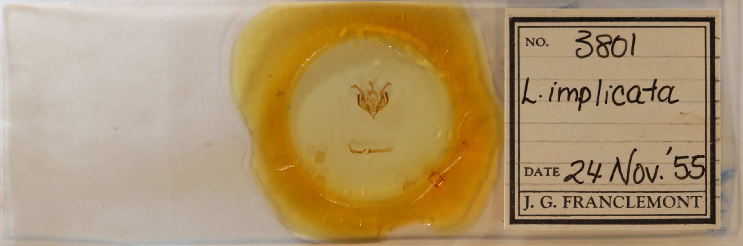 slide view of adult Lacinipolia implicata