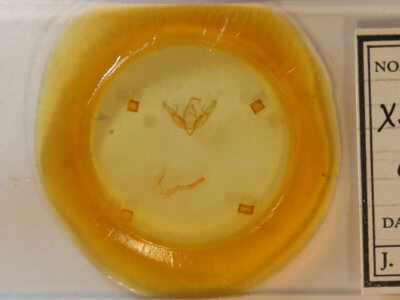 slide view of adult Xestia dilucida