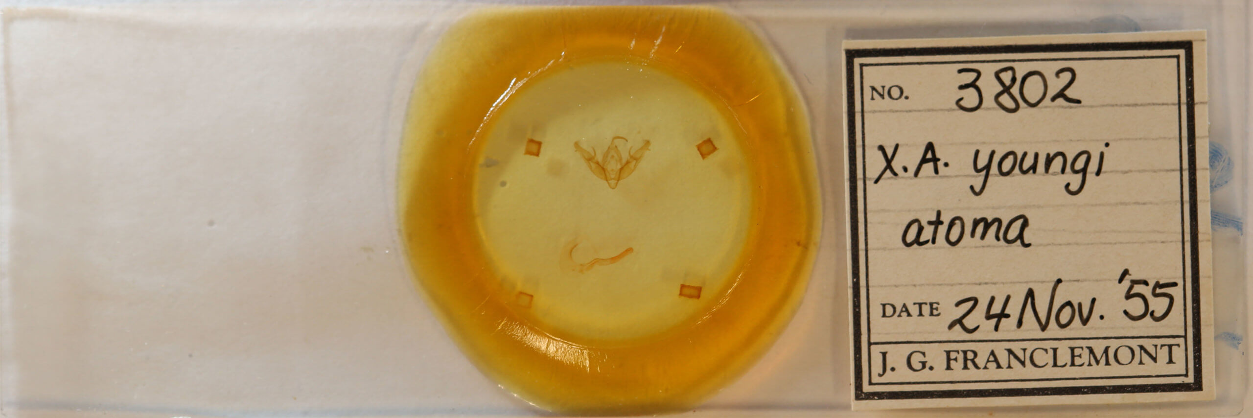 slide view of adult Xestia dilucida