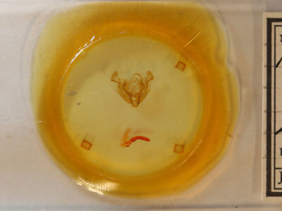 slide view of adult Apamea burgessi