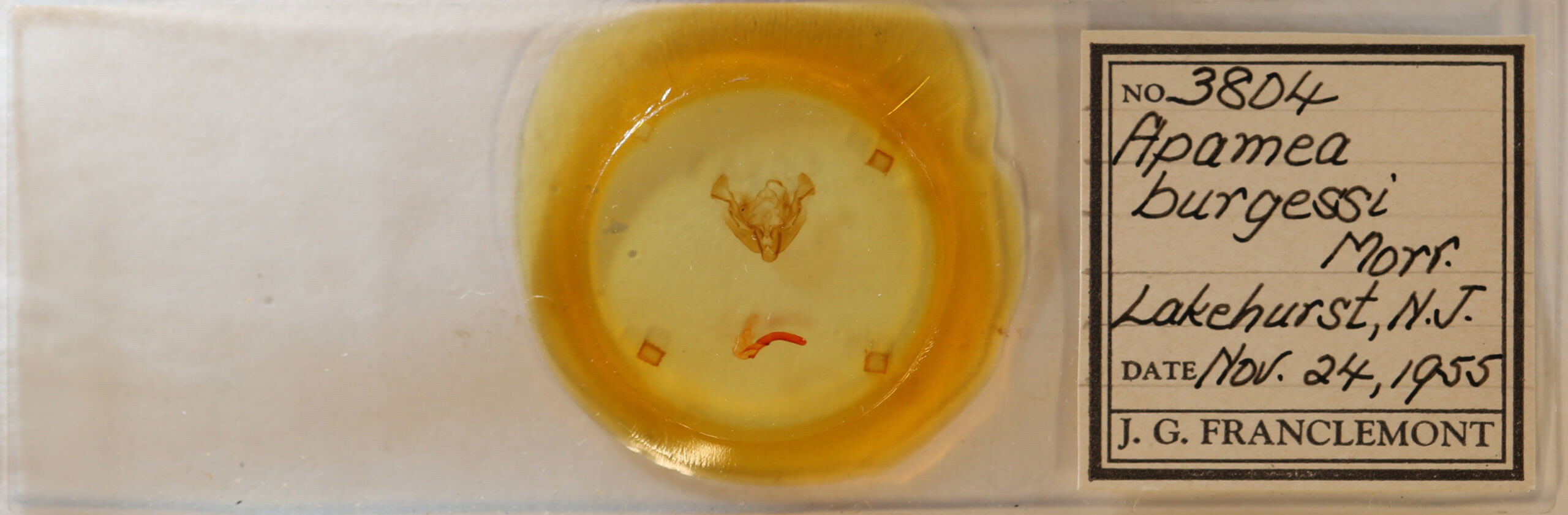 slide view of adult Apamea burgessi