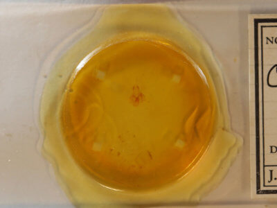 slide view of adult Crambidia pallida