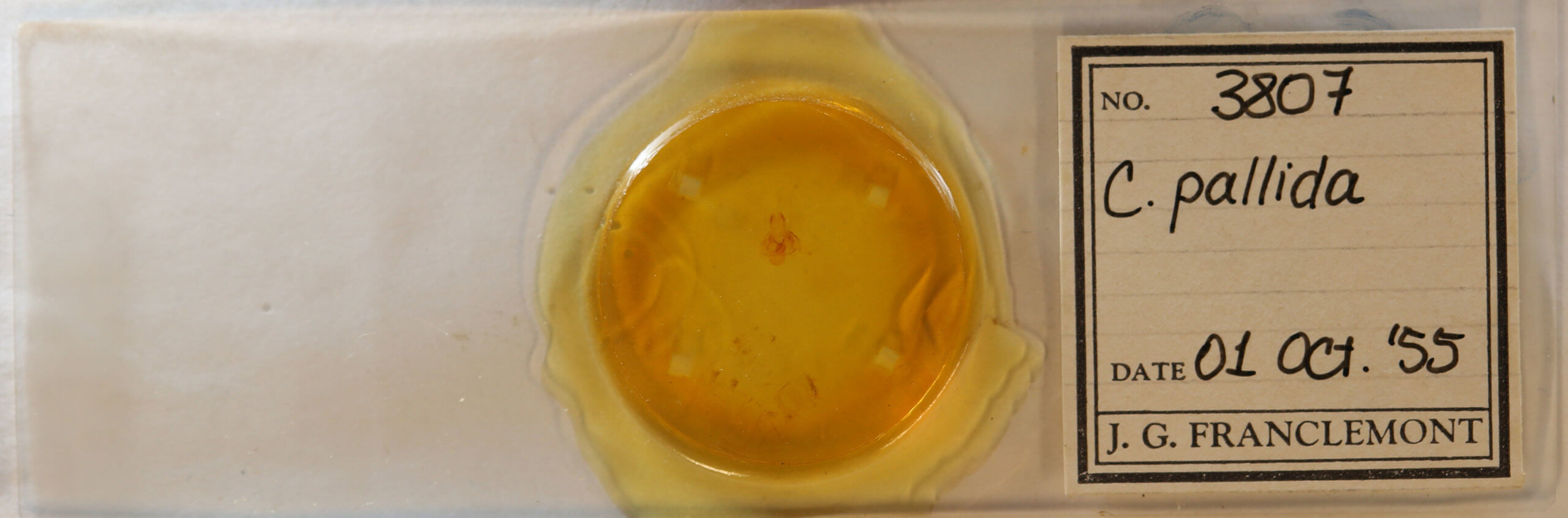 slide view of adult Crambidia pallida