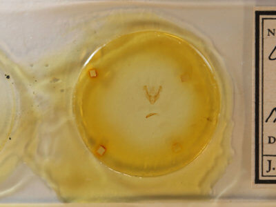 slide view of adult Neoligia tonsa