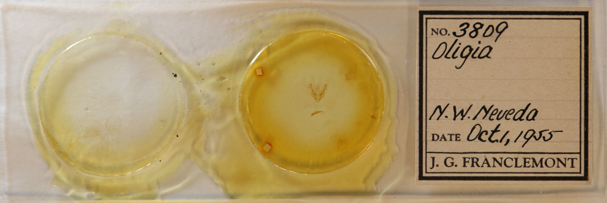 slide view of adult Neoligia tonsa