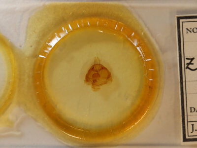 slide view of adult Zale metatoides