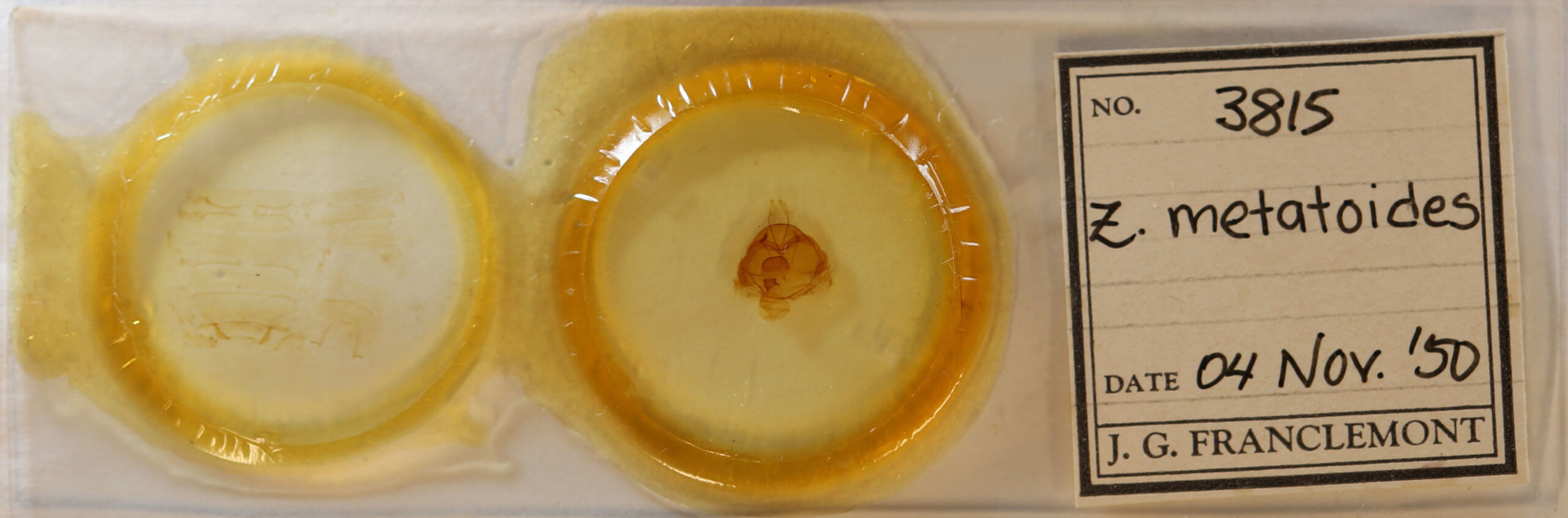 slide view of adult Zale metatoides