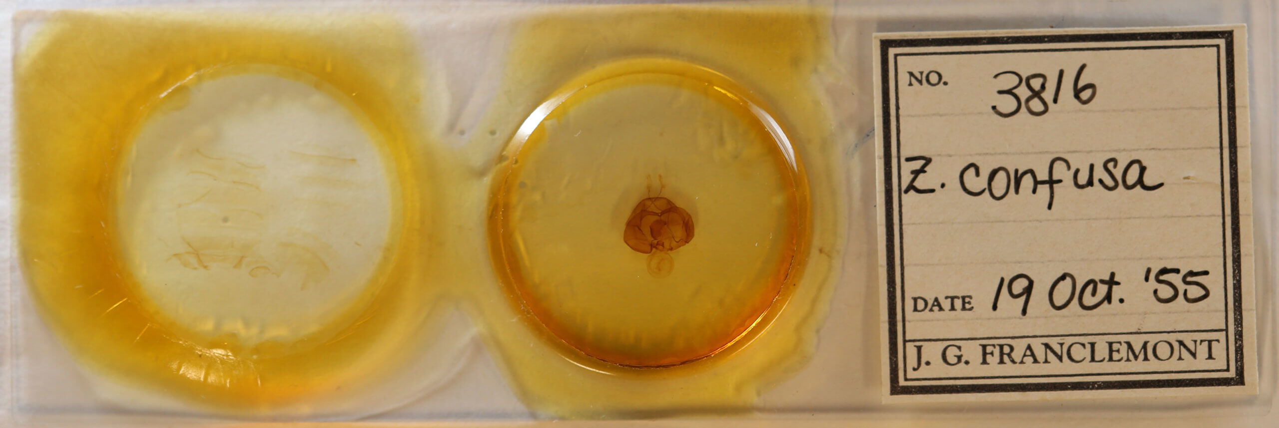 slide view of adult Zale confusa