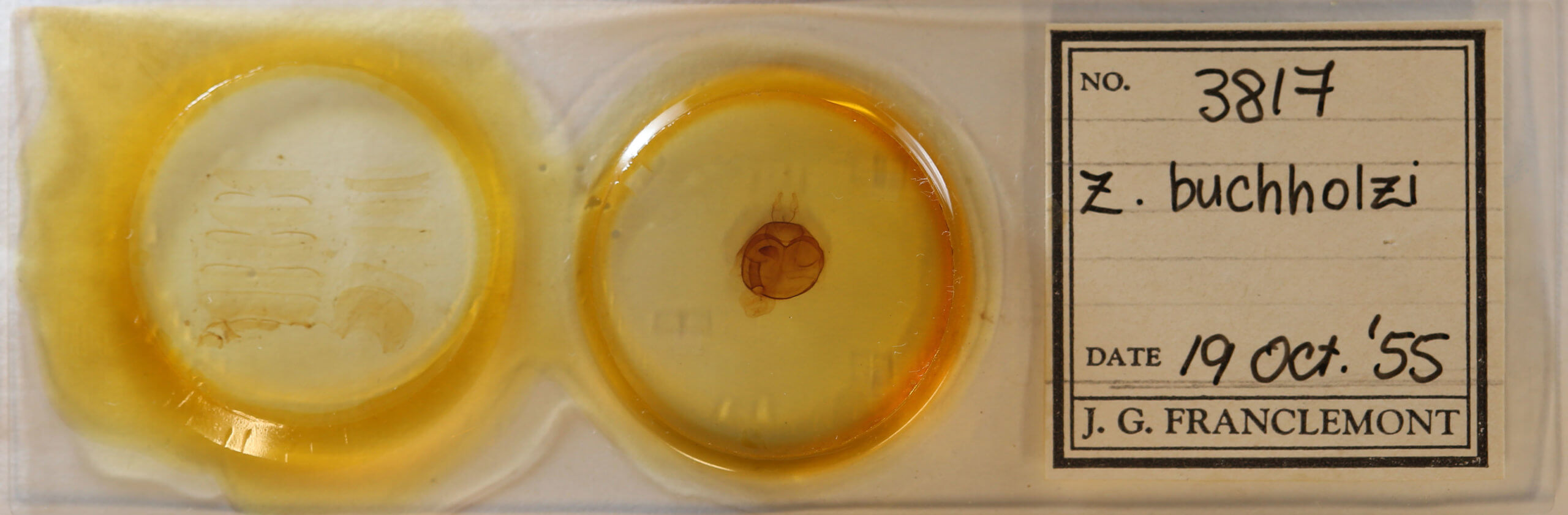 slide view of adult Zale buchholzi