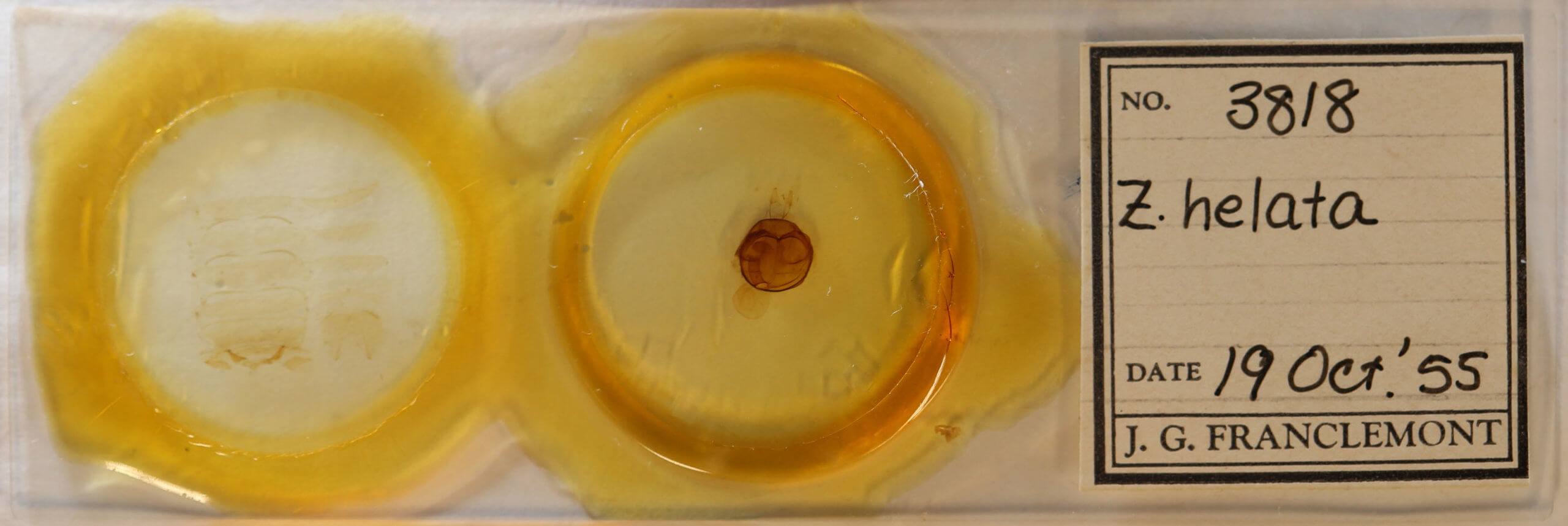 slide view of adult Zale helata