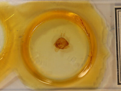 slide view of adult Zale curema