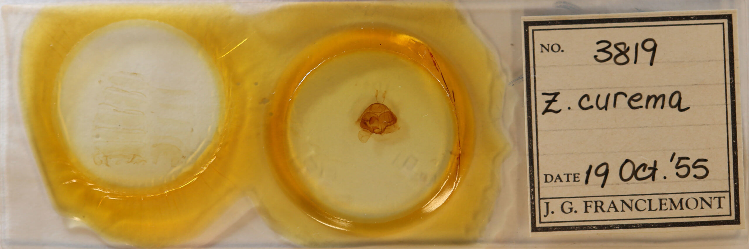 slide view of adult Zale curema