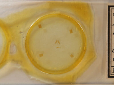 slide view of adult Hyperstrotia aetheria