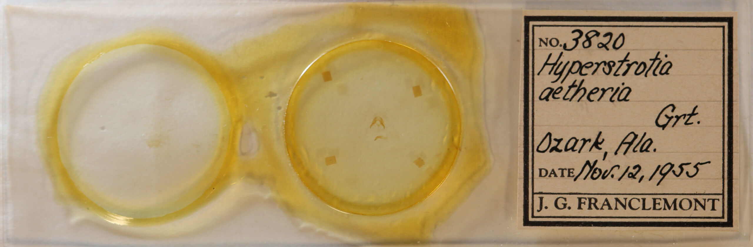 slide view of adult Hyperstrotia aetheria