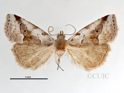 dorsal view of adult Hyperstrotia aetheria