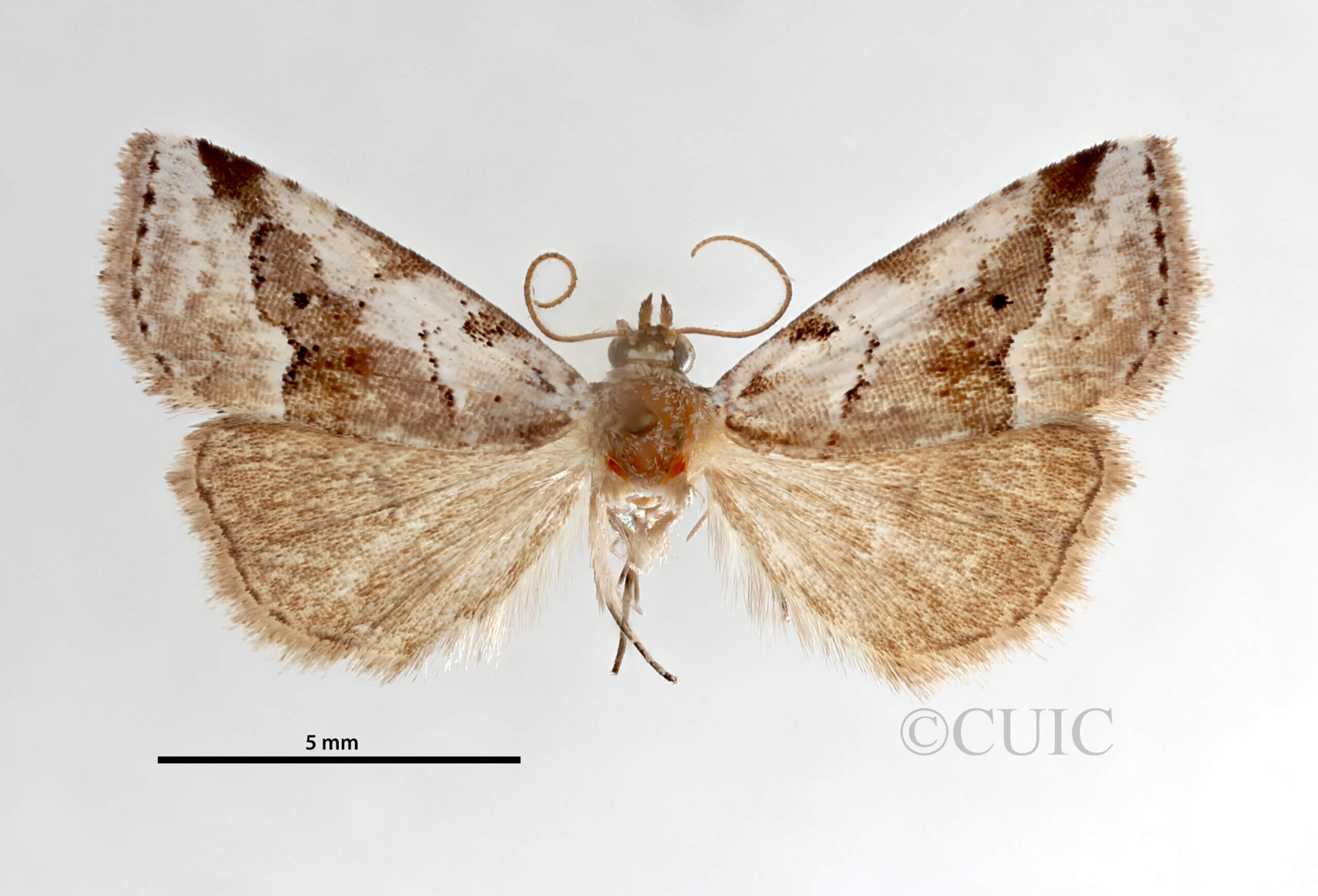 dorsal view of adult Hyperstrotia aetheria