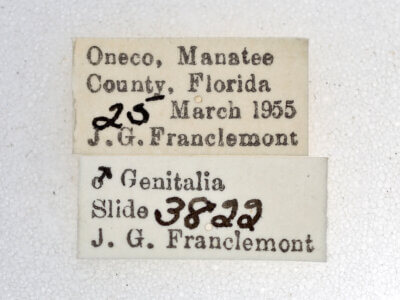 label view of adult Hyperstrotia aetheria