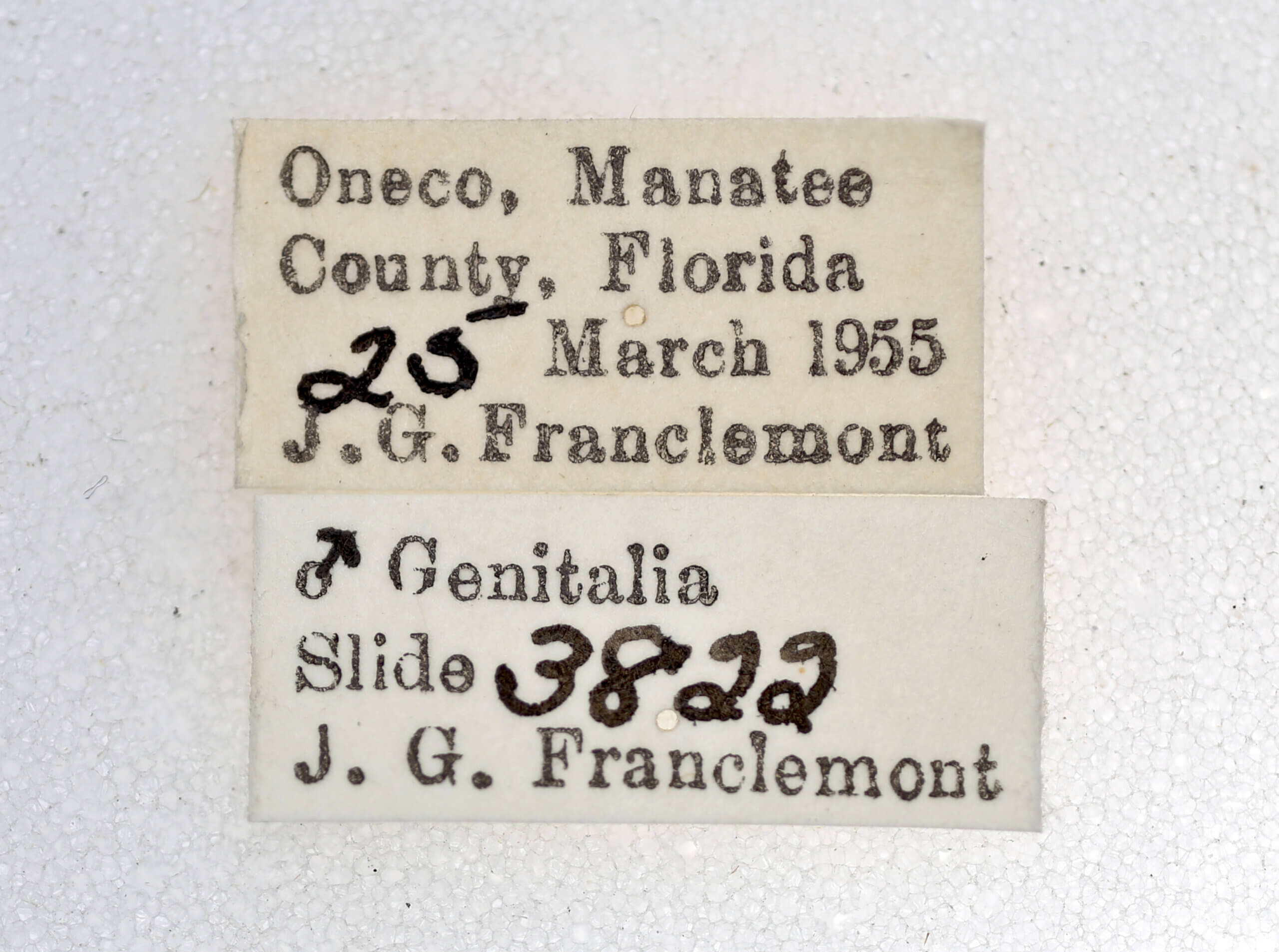 label view of adult Hyperstrotia aetheria